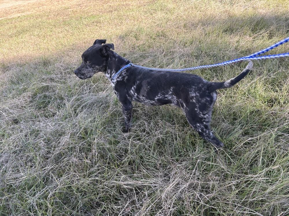 Enlarge Choppa, a Adoptable mixed breed in Crystal Springs, MS image 3/4