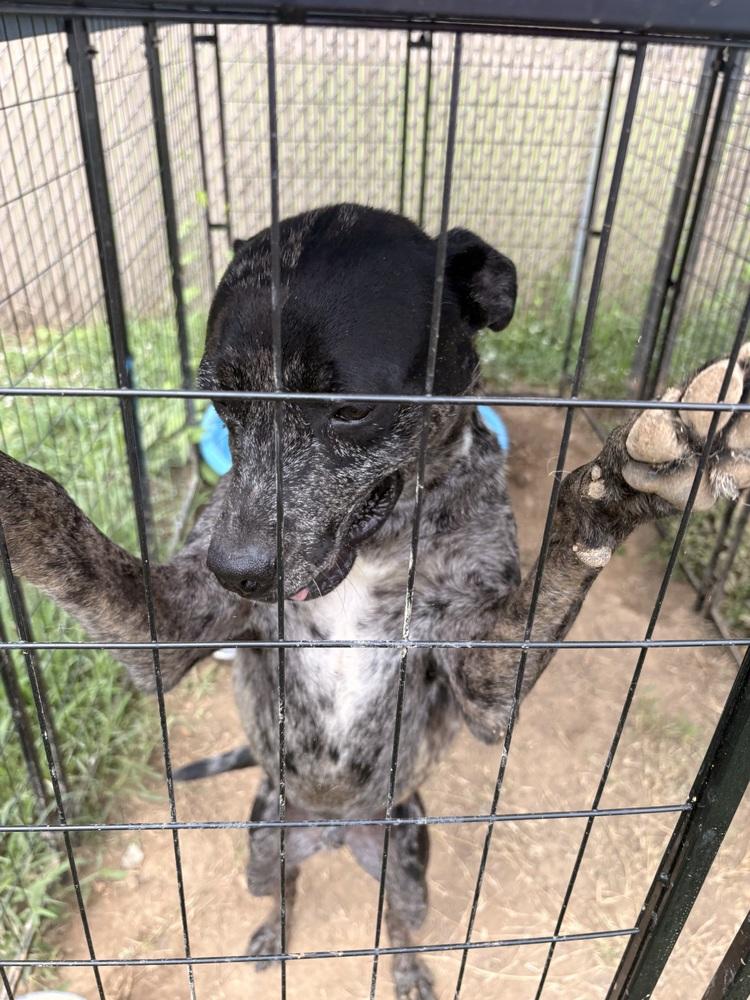Enlarge Choppa, a Adoptable mixed breed in Crystal Springs, MS image 5/6