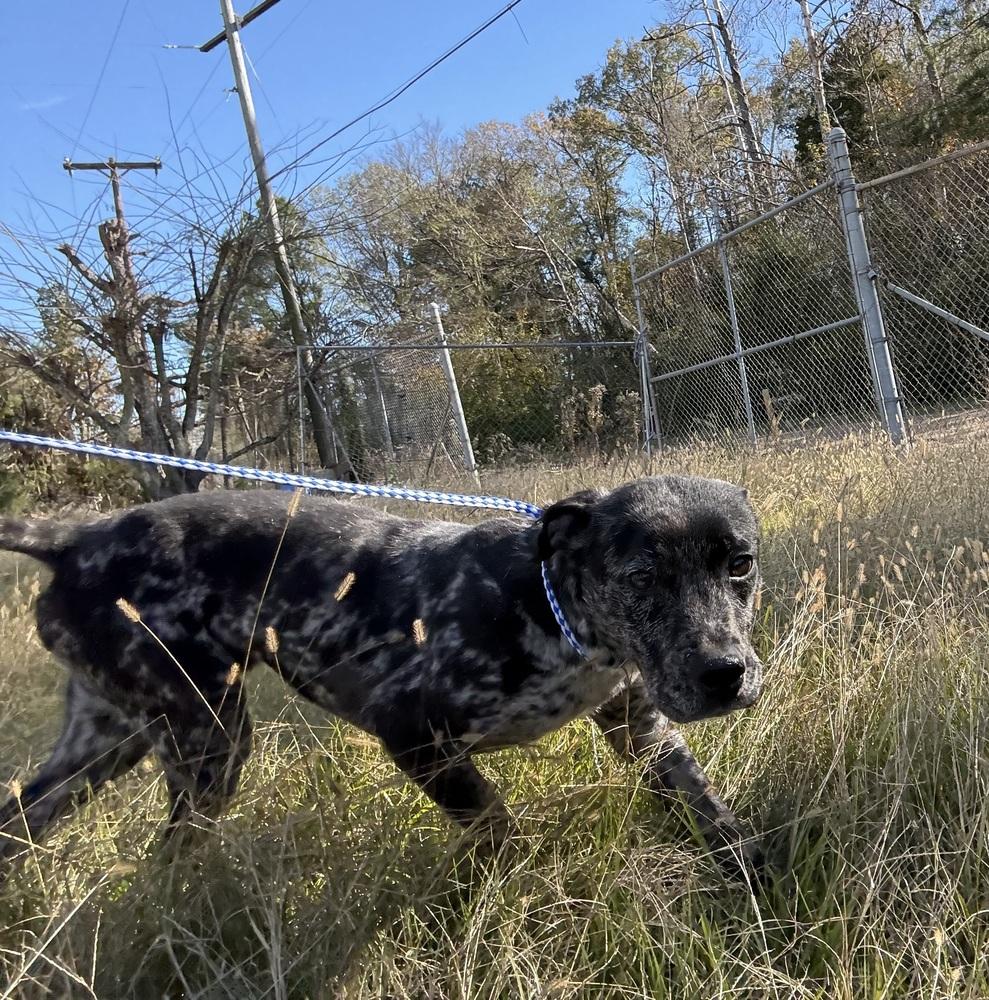 Enlarge Choppa, a Adoptable mixed breed in Crystal Springs, MS image 4/4