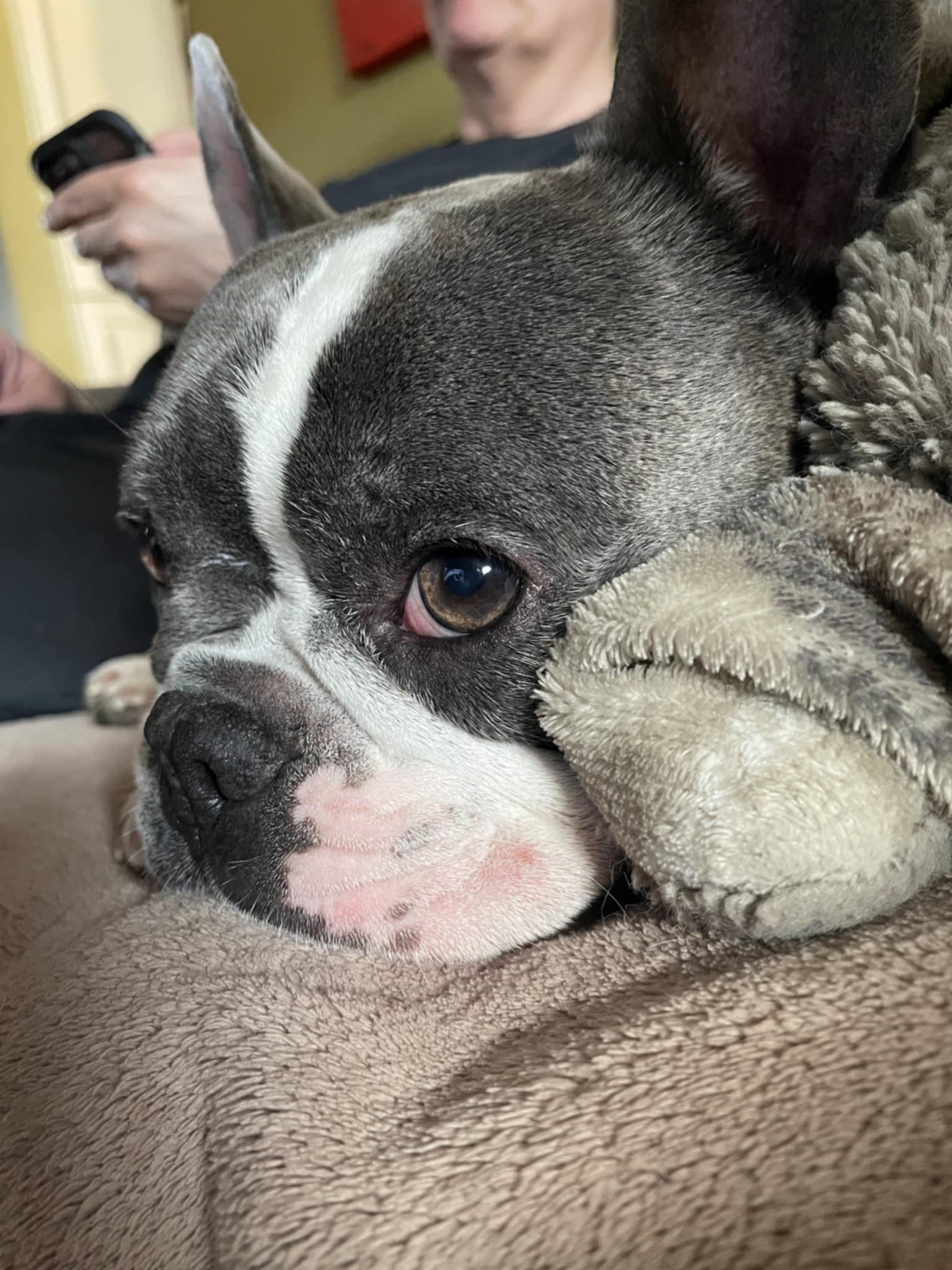 Rocky, an adoptable French Bulldog in Vaudreuil-Dorion, QC image 1/6