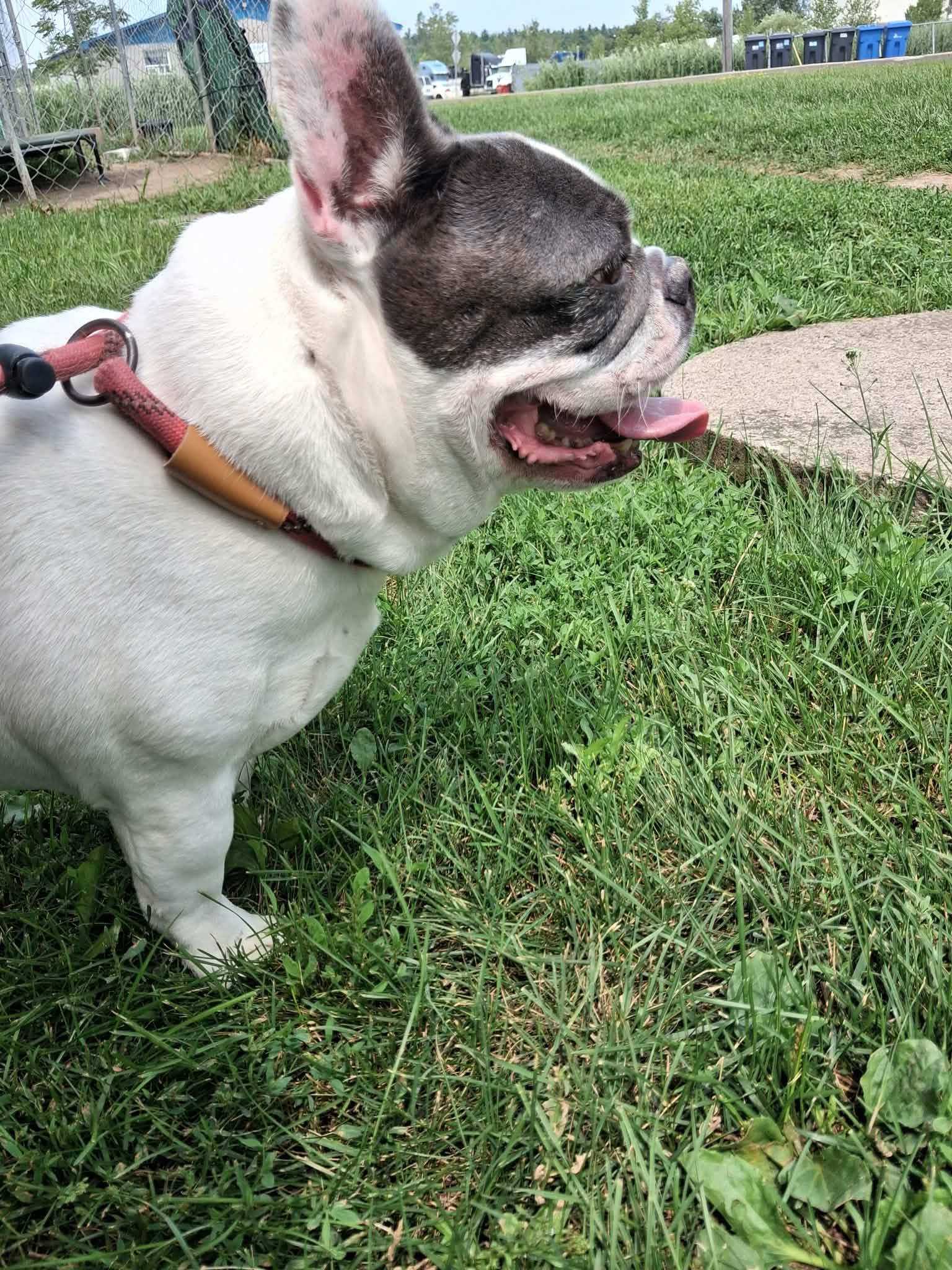 Rocky, an adoptable French Bulldog in Vaudreuil-Dorion, QC image 2/6
