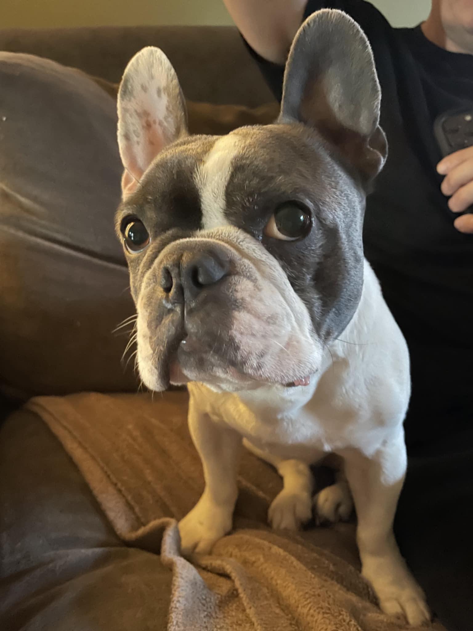Rocky, an adoptable French Bulldog in Vaudreuil-Dorion, QC image 3/6