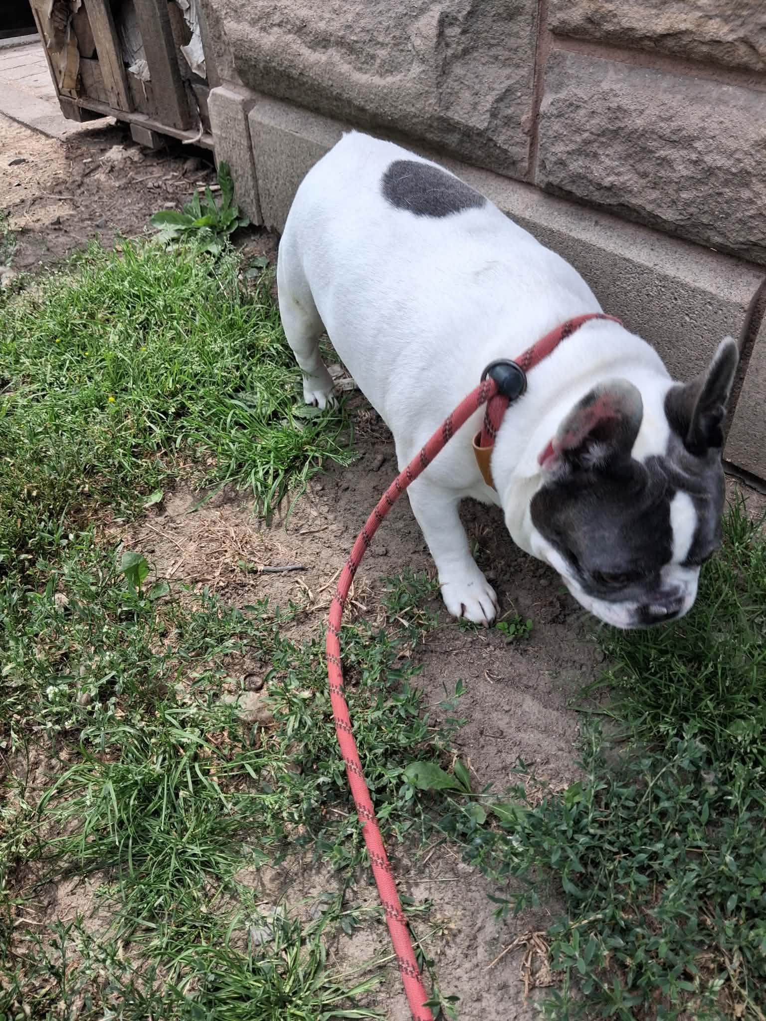 Rocky, an adoptable French Bulldog in Vaudreuil-Dorion, QC image 4/6