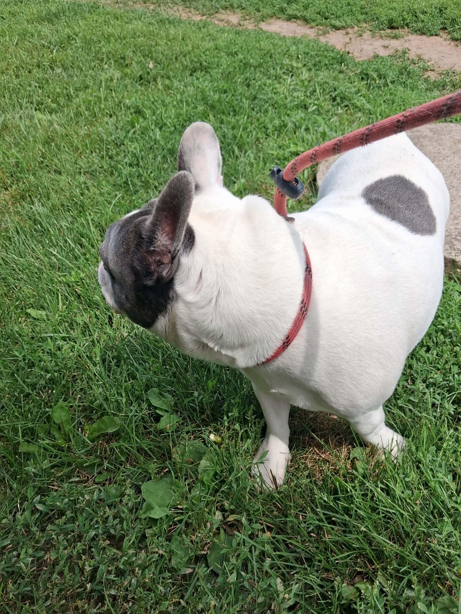 Rocky, an adoptable French Bulldog in Vaudreuil-Dorion, QC image 5/6