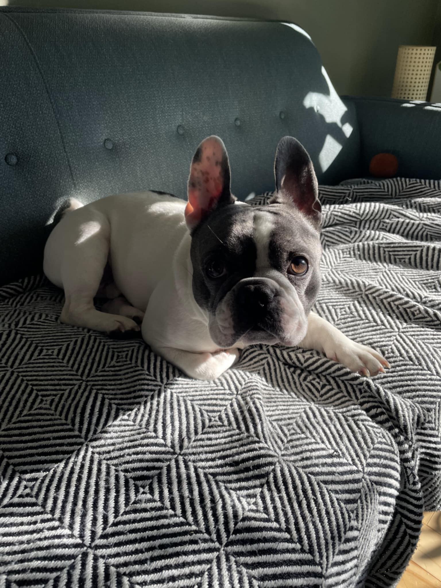 Rocky, an adoptable French Bulldog in Vaudreuil-Dorion, QC image 6/6