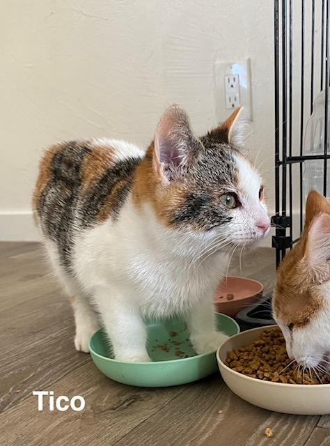 Tico, Adoptable, Kitten Female Calico.