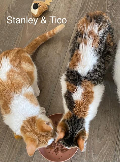 Enlarge Tico, a Adoptable Calico in Gardnerville, NV image 5/5