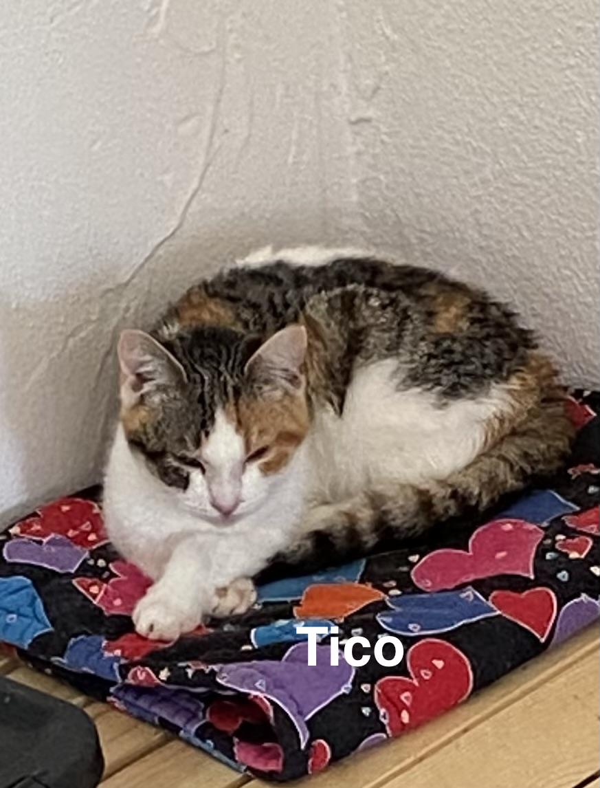 Enlarge Tico, a Adoptable Calico in Gardnerville, NV image 3/5