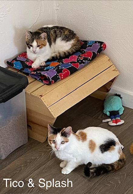 Enlarge Tico, a Adoptable Calico in Gardnerville, NV image 4/5