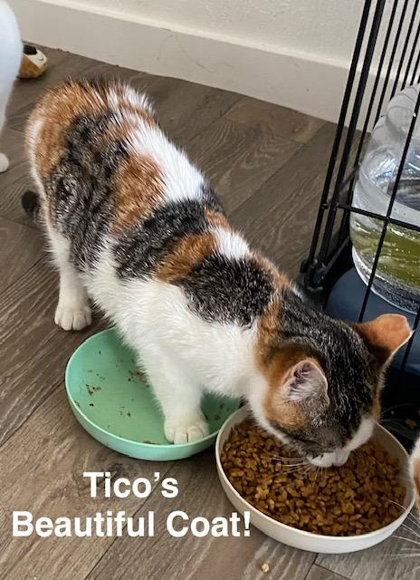 Enlarge Tico, a Adoptable Calico in Gardnerville, NV image 2/5