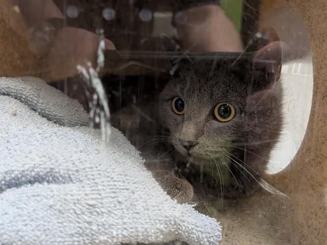 Enlarge BARN CAT PESTO, a Adoptable Domestic Short Hair in Kent, WA image 1/1