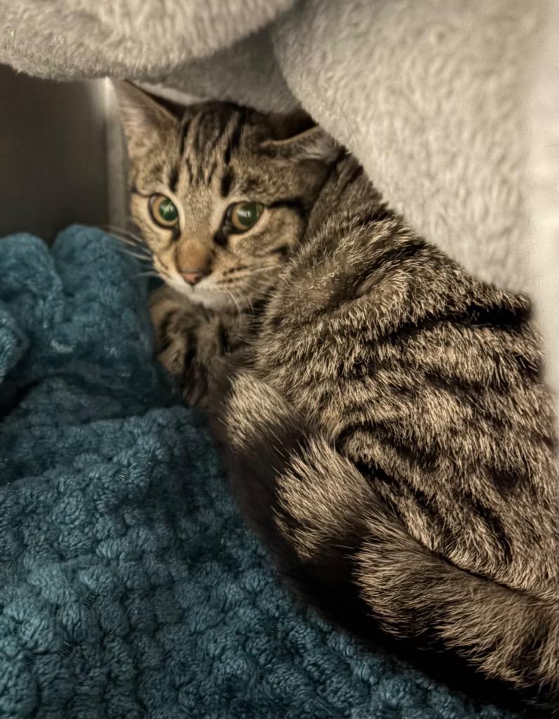 Enlarge Spunky (Barn), a Adoptable mixed breed in Huntington, IN image 1/1