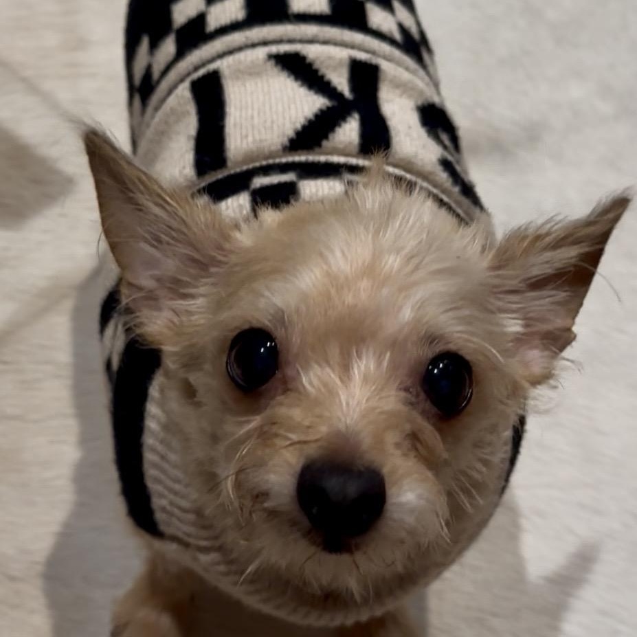 Enlarge Peanut- Lovebug, a ADOPTABLE Terrier in Grass Valley, CA image 2/5