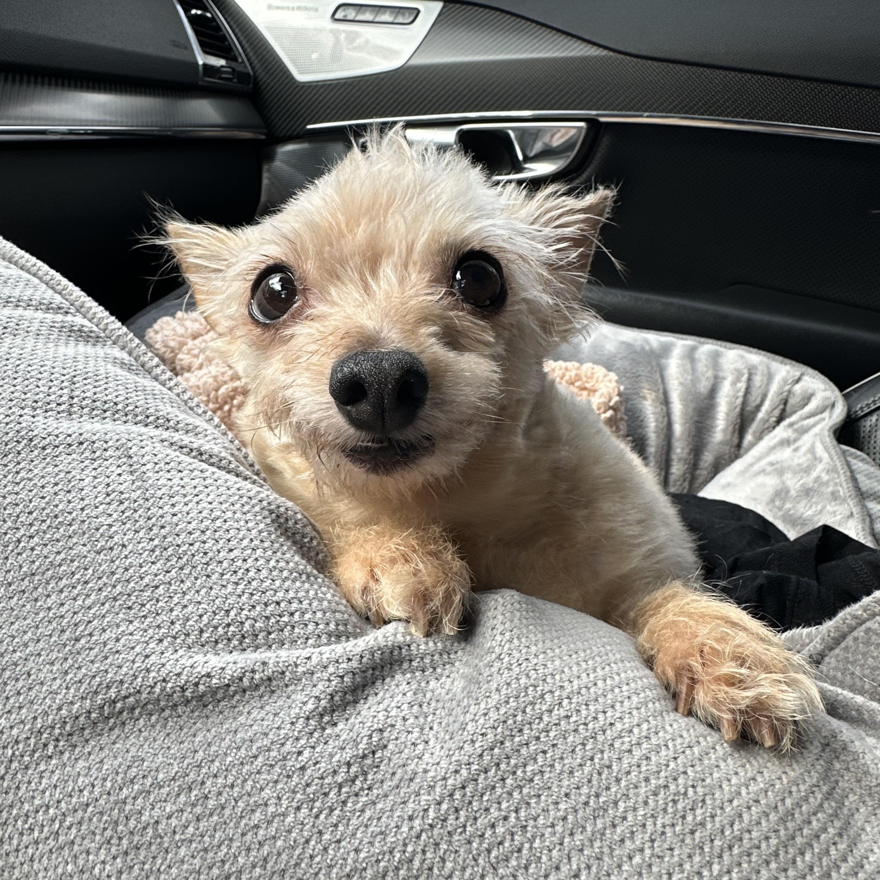 Peanut- Lovebug, ADOPTABLE, Adult Female Terrier.