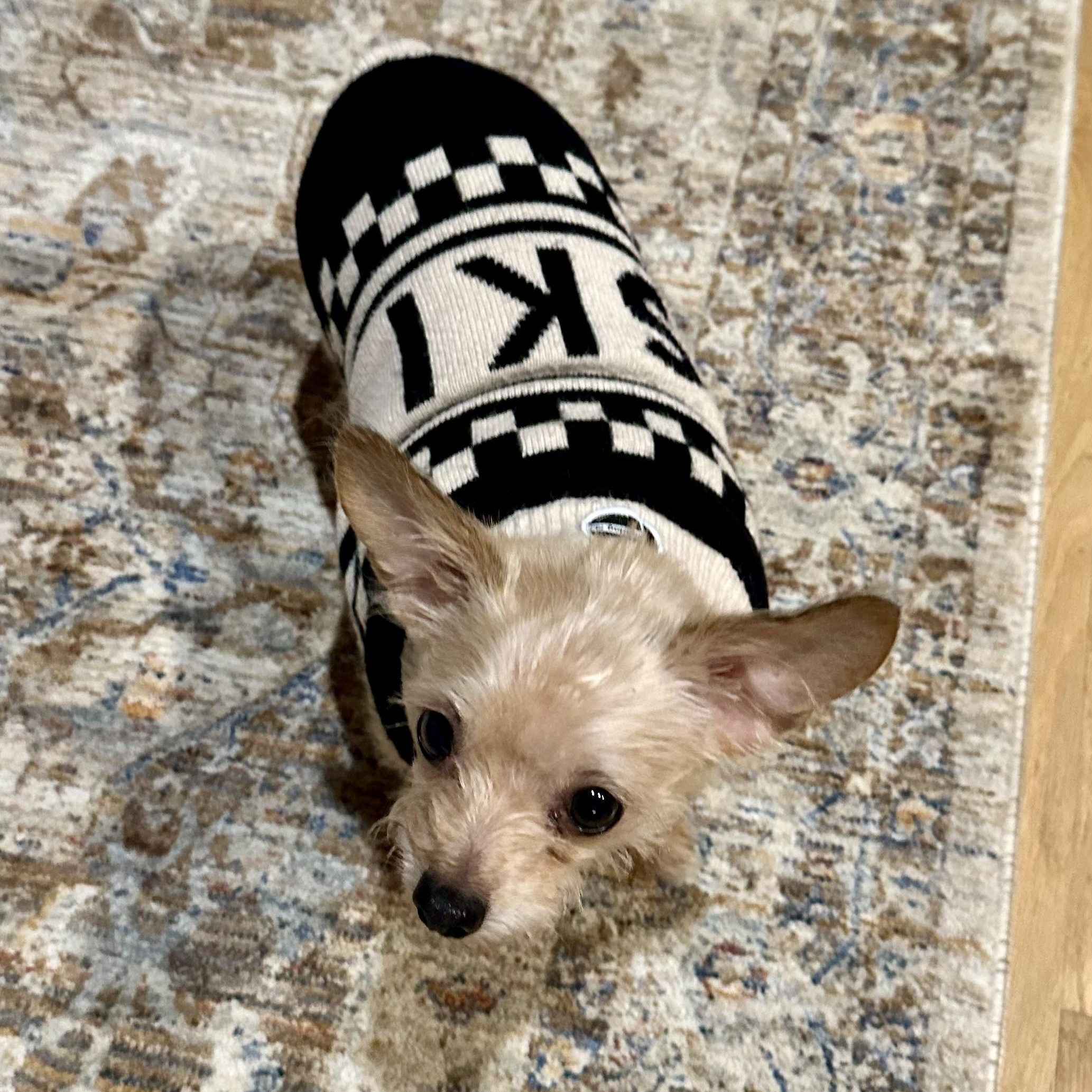 Enlarge Peanut- Lovebug, a ADOPTABLE Terrier in Grass Valley, CA image 4/5