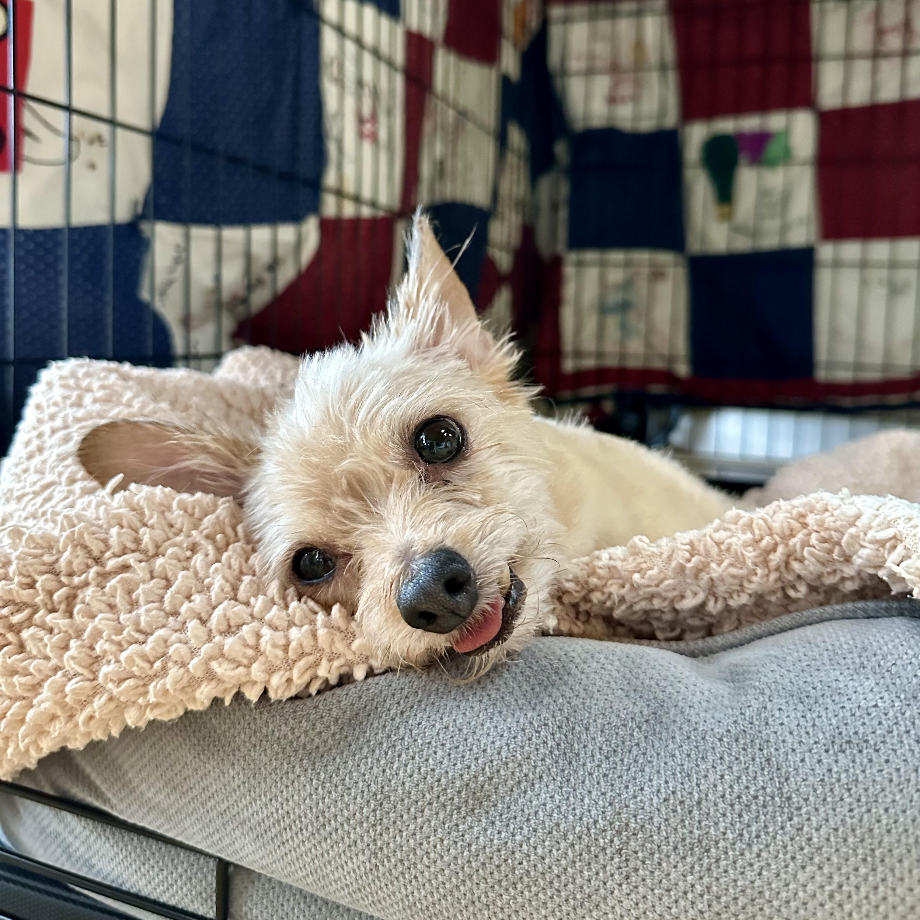 Enlarge Peanut- Lovebug, a ADOPTABLE Terrier in Grass Valley, CA image 5/5