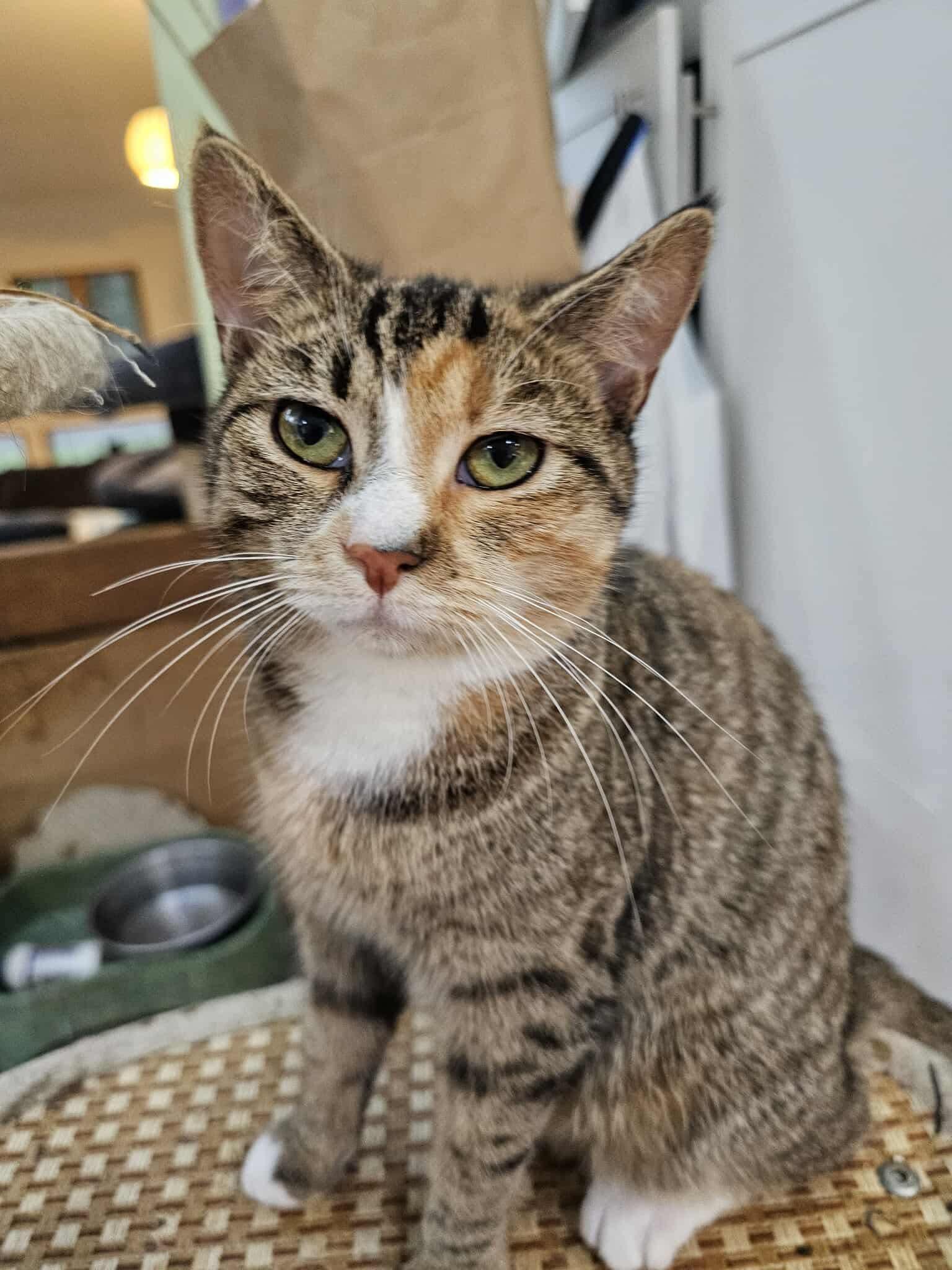 Chrissy
