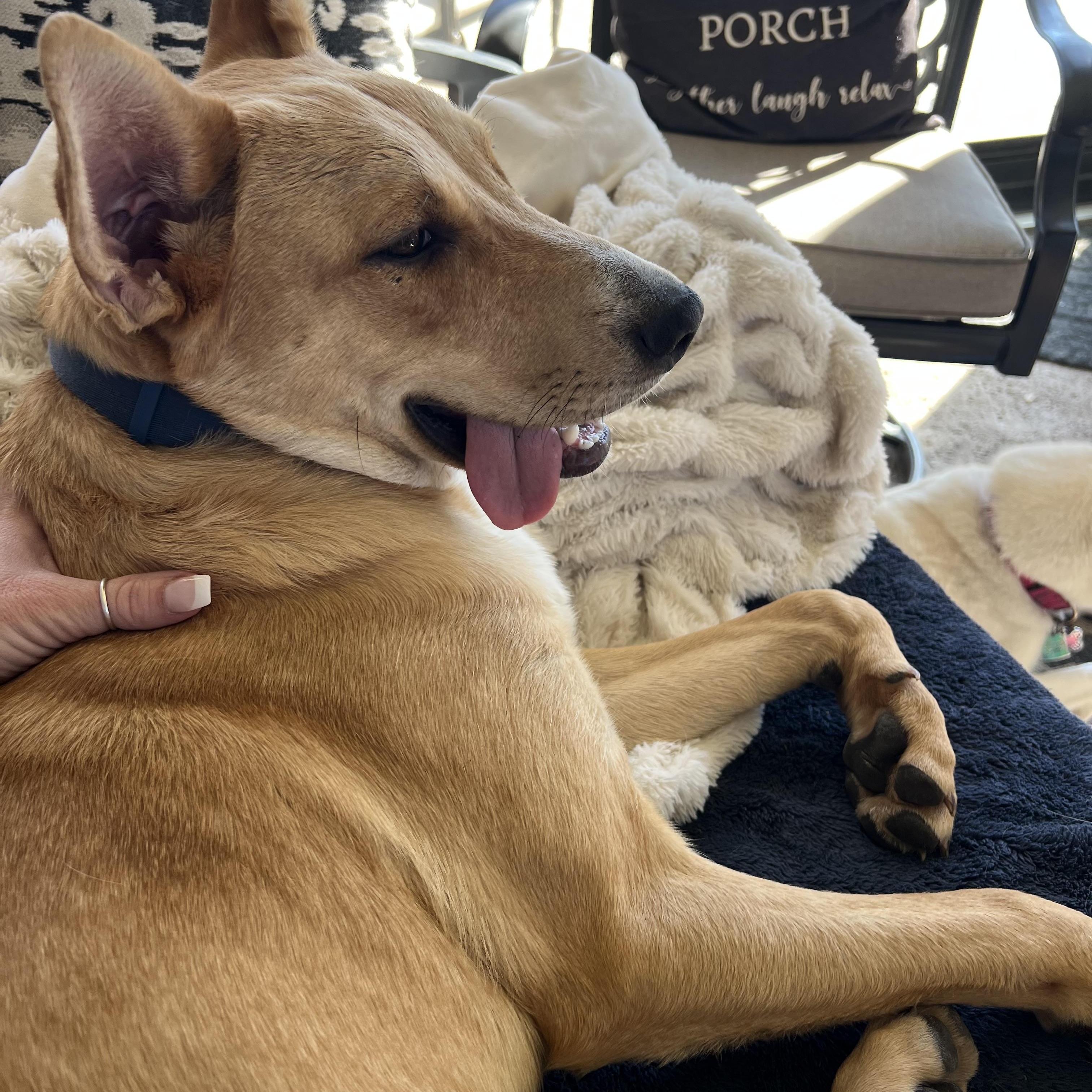 Enlarge Bailey, an adopted mixed breed in Weatherford, TX image 4/5