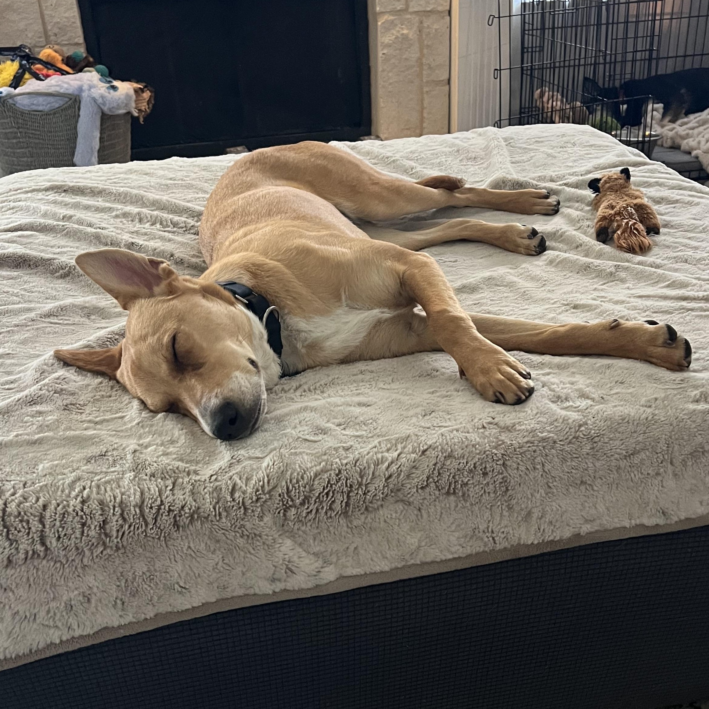 Enlarge Bailey, an adopted mixed breed in Weatherford, TX image 2/5