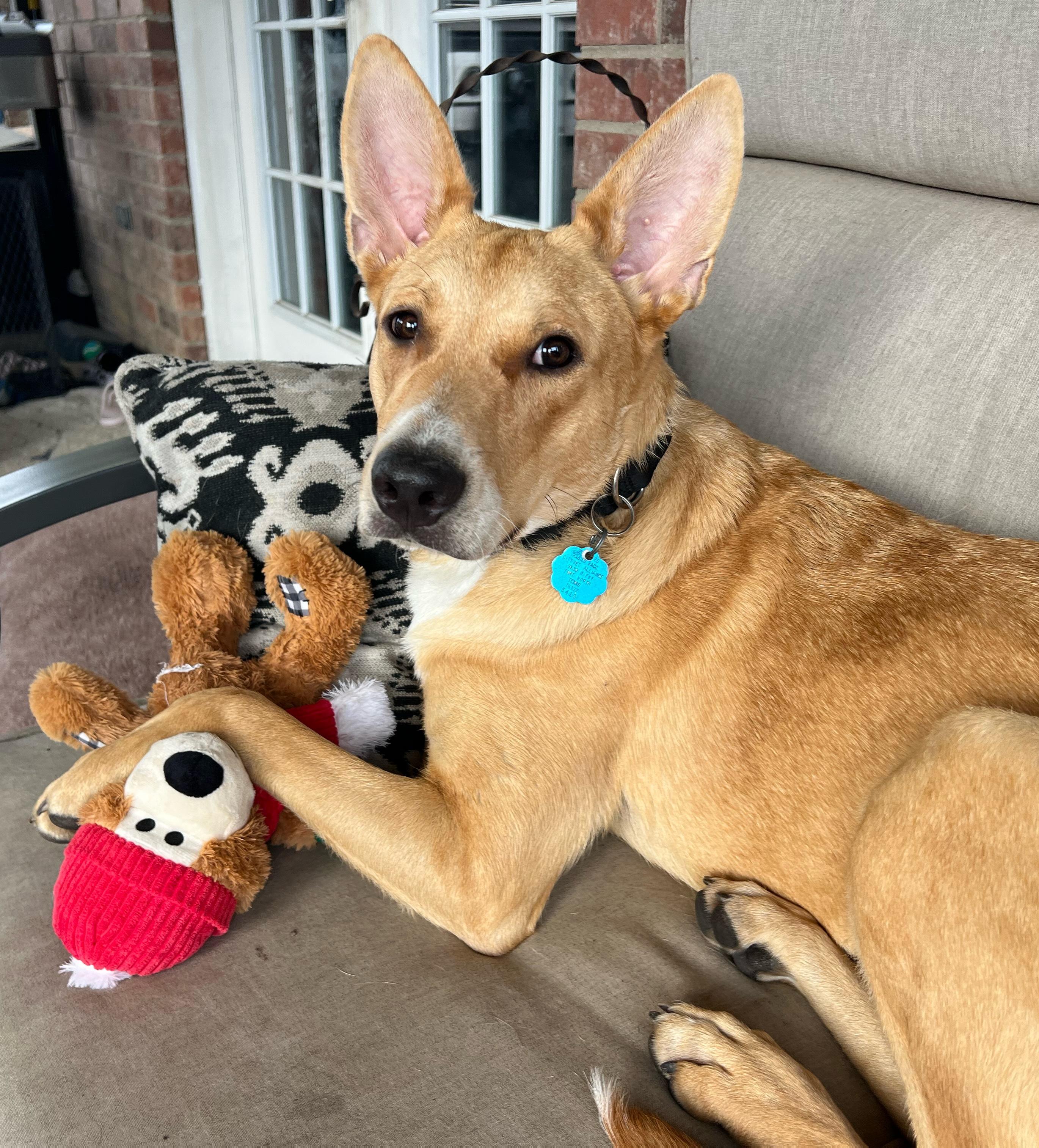Bailey, adopted, Young Female Carolina Dog.