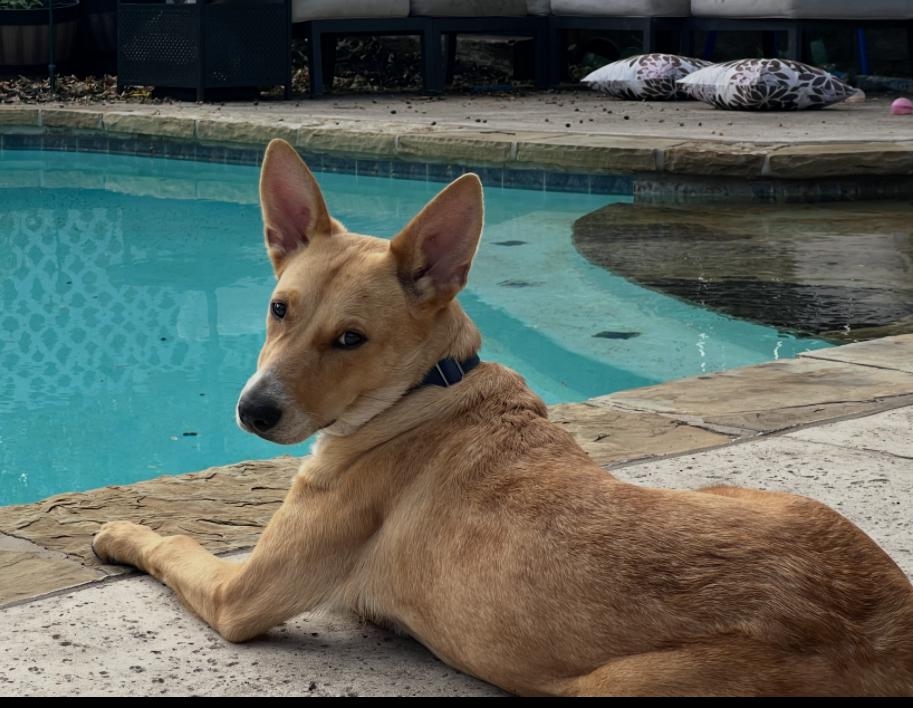 Enlarge Bailey, an adopted mixed breed in Weatherford, TX image 3/5