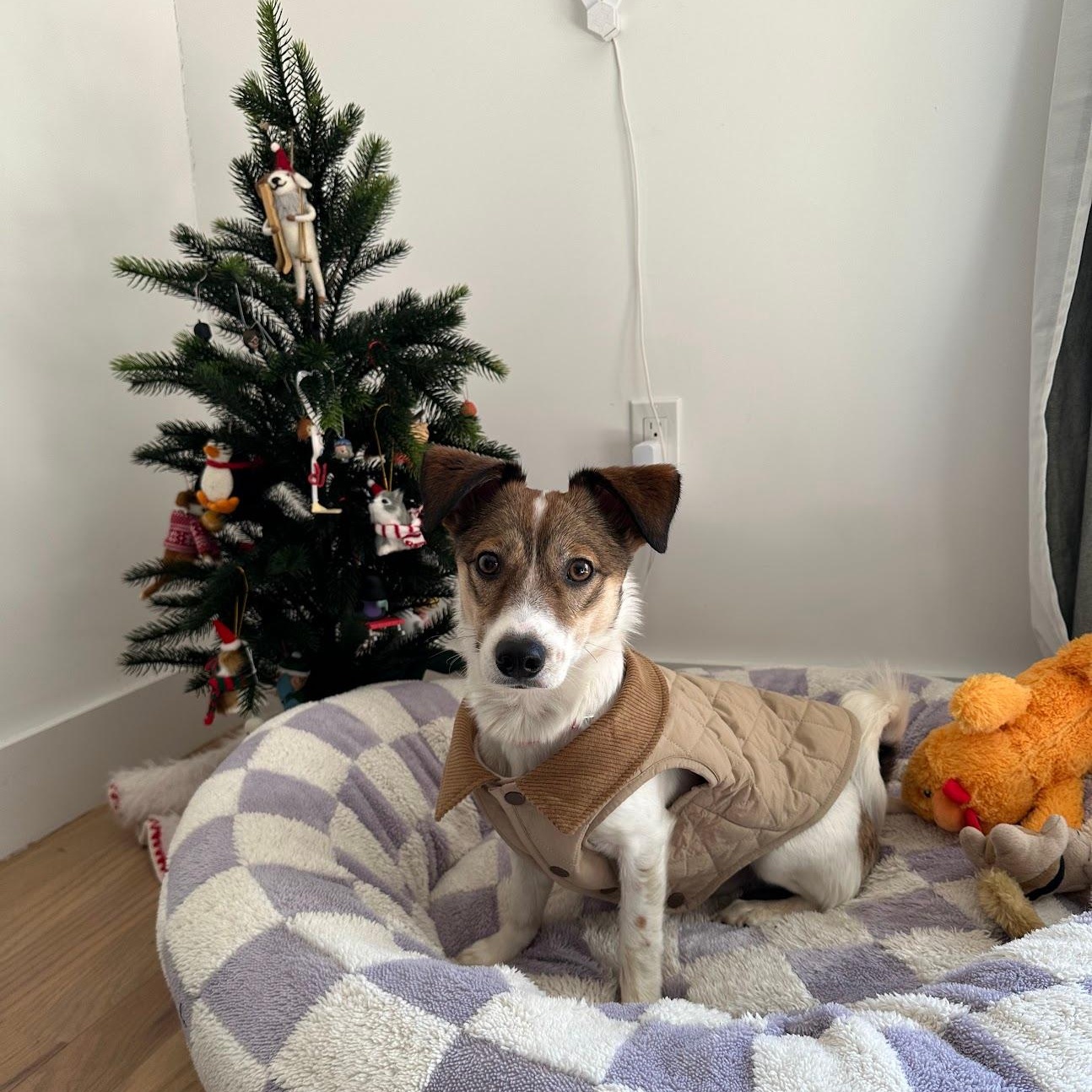 Alfie, a Adoptable mixed breed in Manchester , NH image 1/6