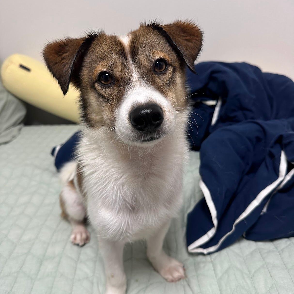 Alfie, a Adoptable mixed breed in Manchester , NH image 4/6