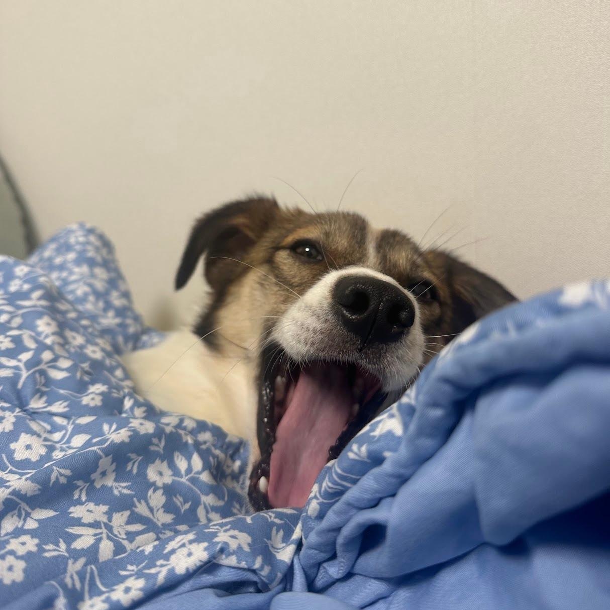 Alfie, a Adoptable mixed breed in Manchester , NH image 6/6