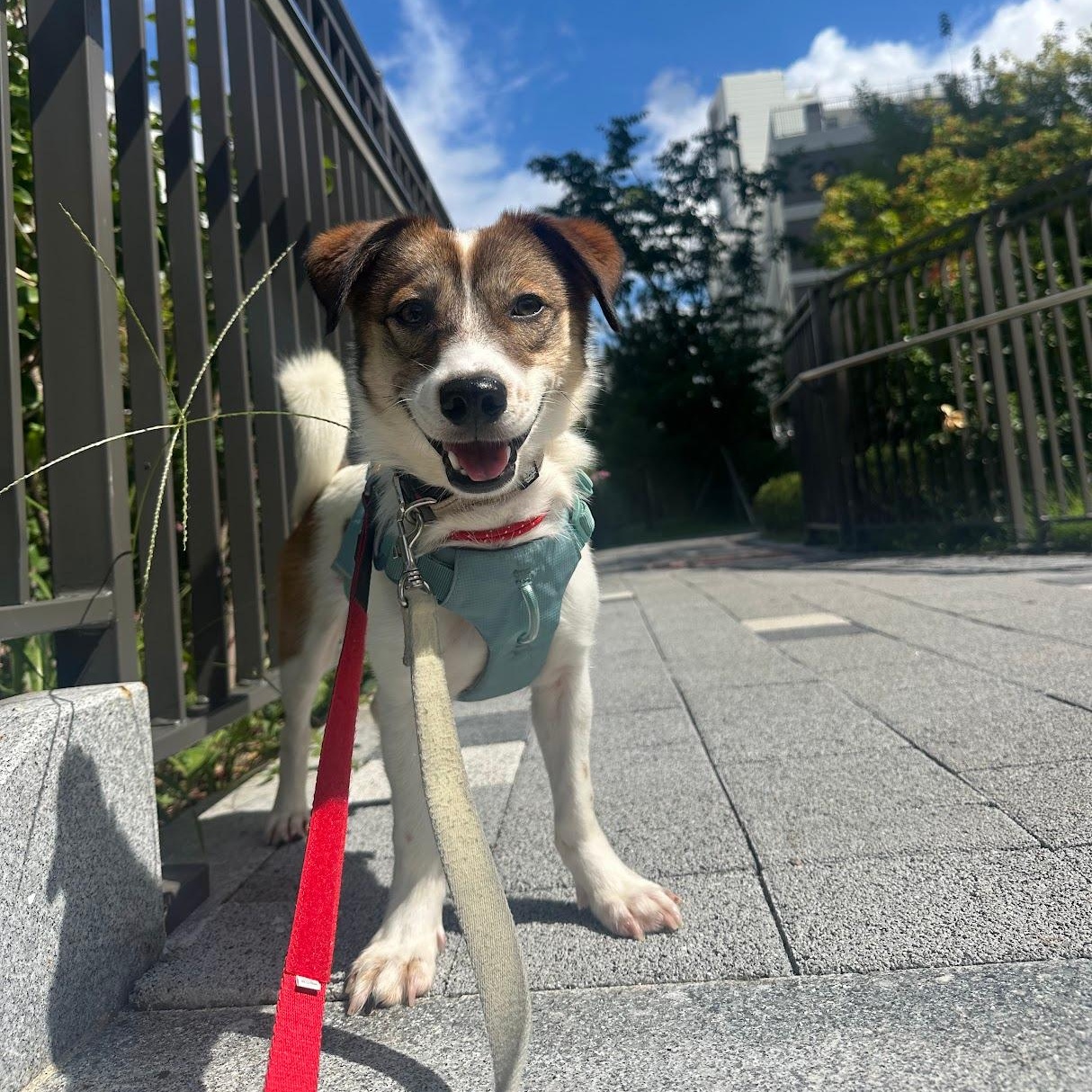 Alfie, Adoptable, Young Male Beagle & Jack Russell Terrier.