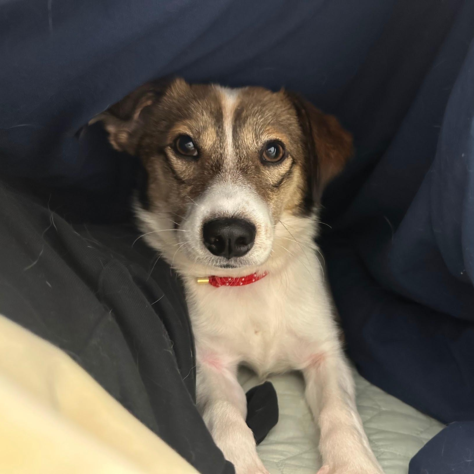 Alfie, a Adoptable mixed breed in Manchester , NH image 5/6