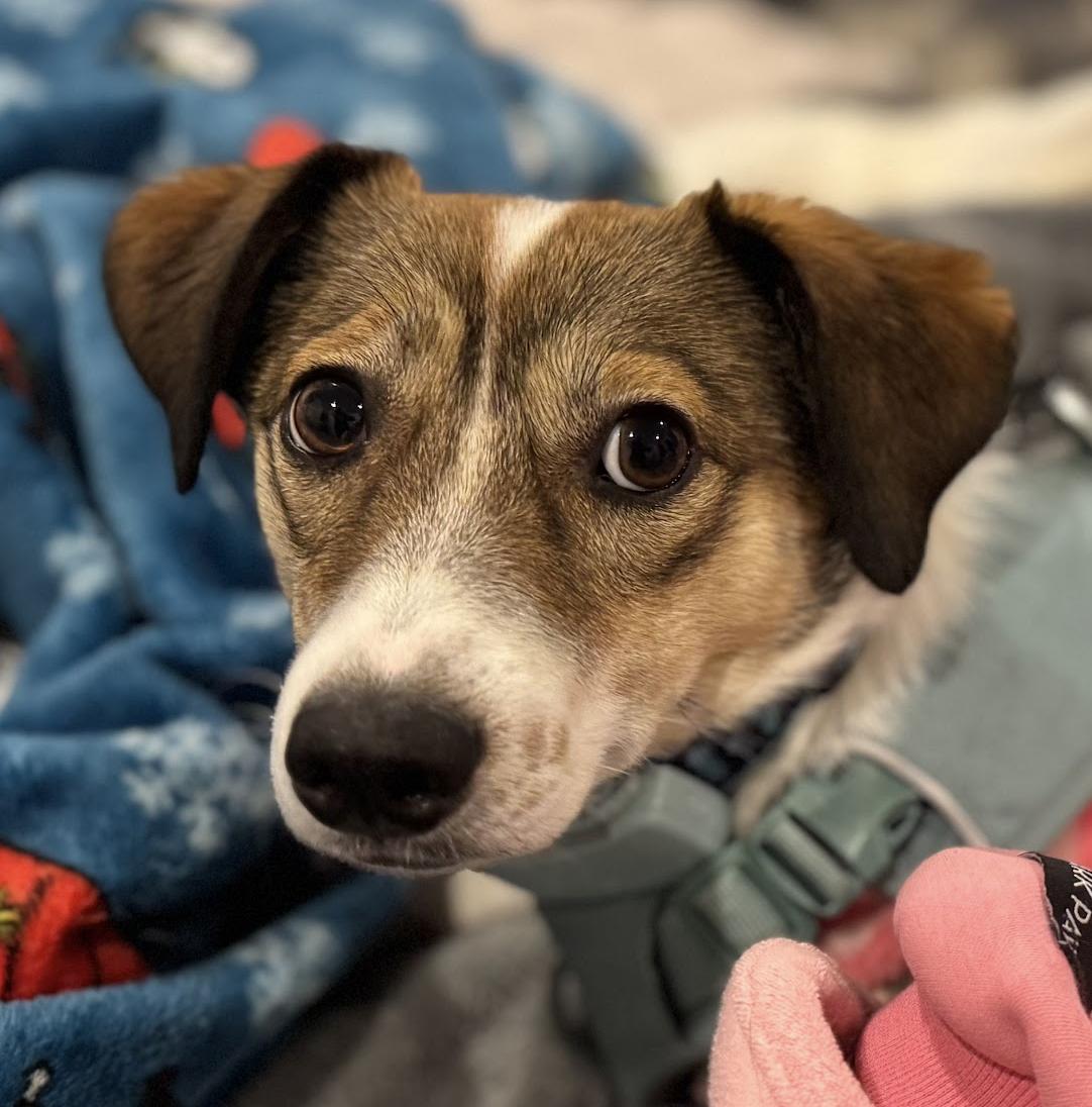 Alfie, Adoptable, Young Male Beagle & Jack Russell Terrier.