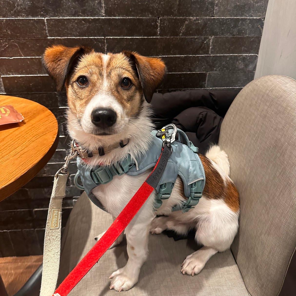 Alfie, a Adoptable mixed breed in Manchester , NH image 3/6