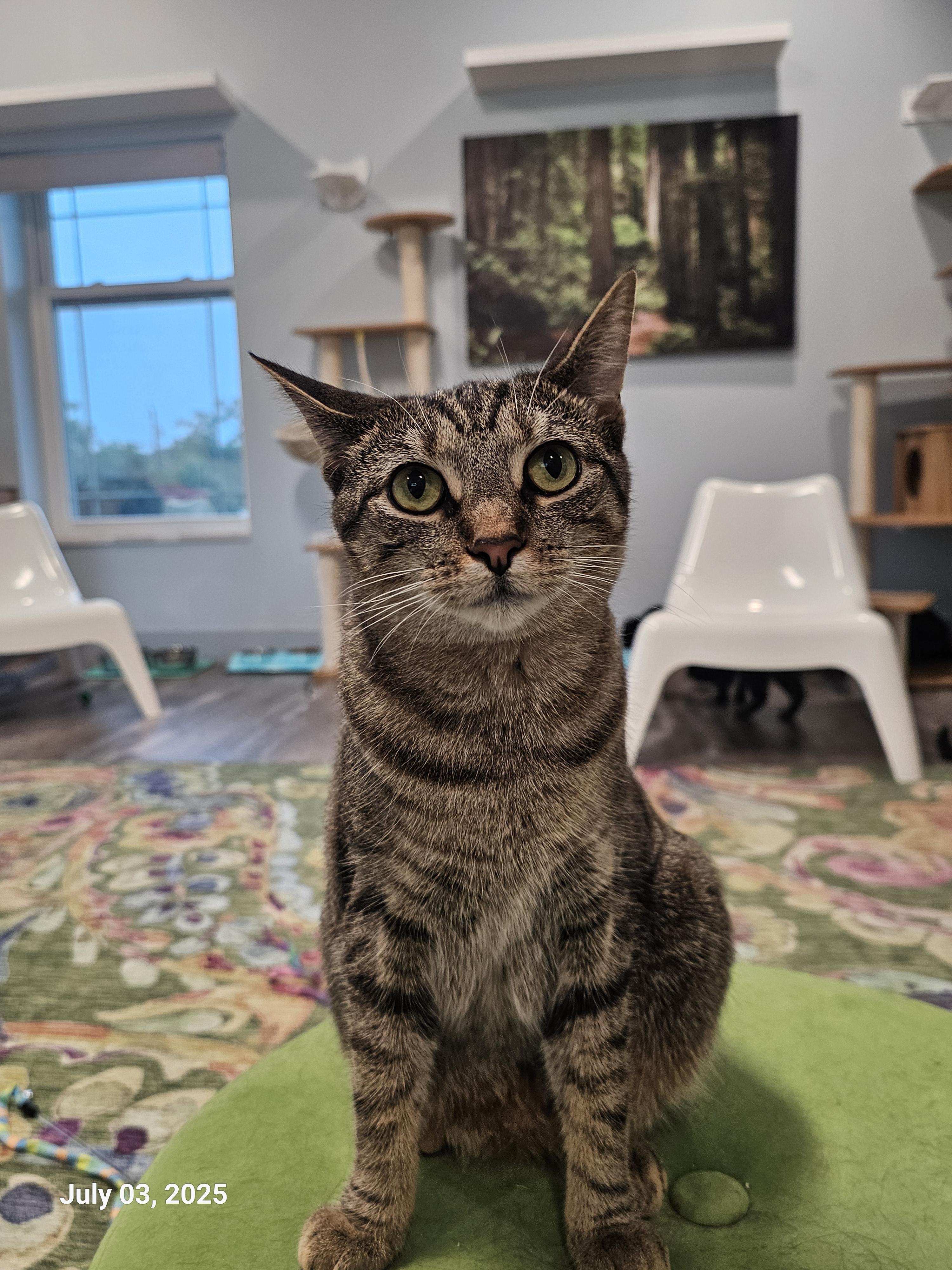 Dove, a Adopted Domestic Short Hair in St Petersburg, FL image 3/6