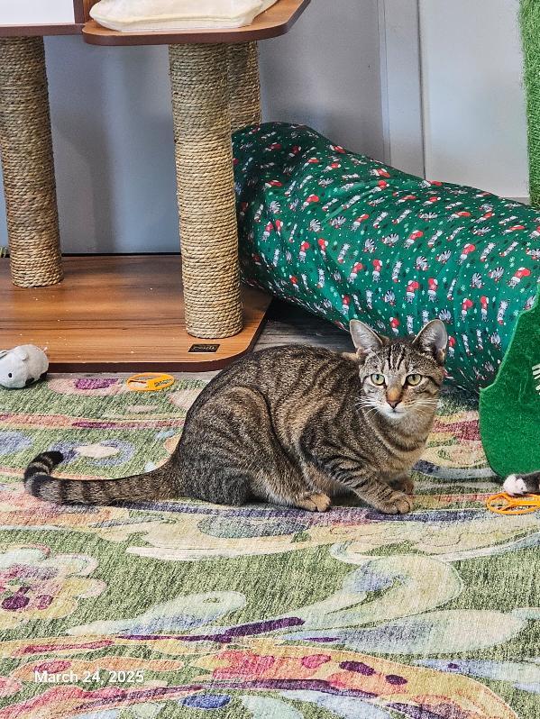 Dove, a Adopted Domestic Short Hair in St Petersburg, FL image 4/6