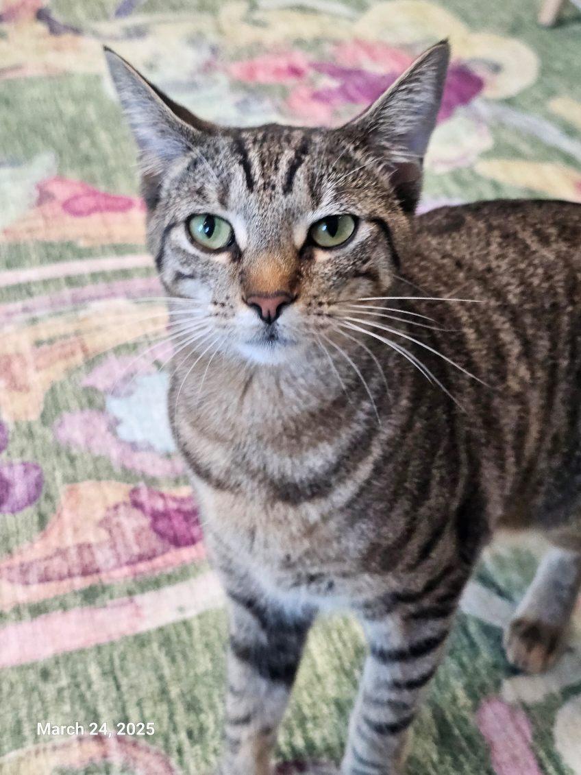 Dove, a Adopted Domestic Short Hair in St Petersburg, FL image 5/6