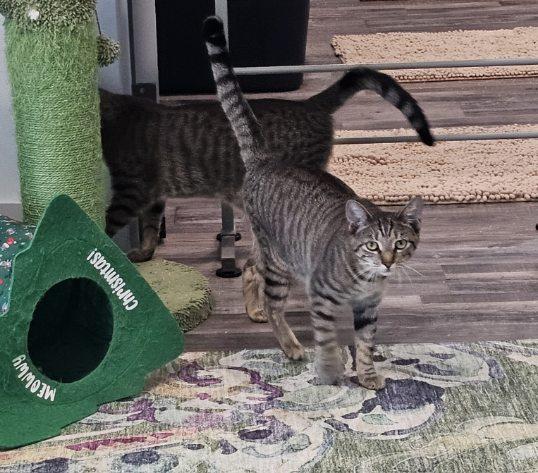 Dove, a Adopted Domestic Short Hair in St Petersburg, FL image 6/6