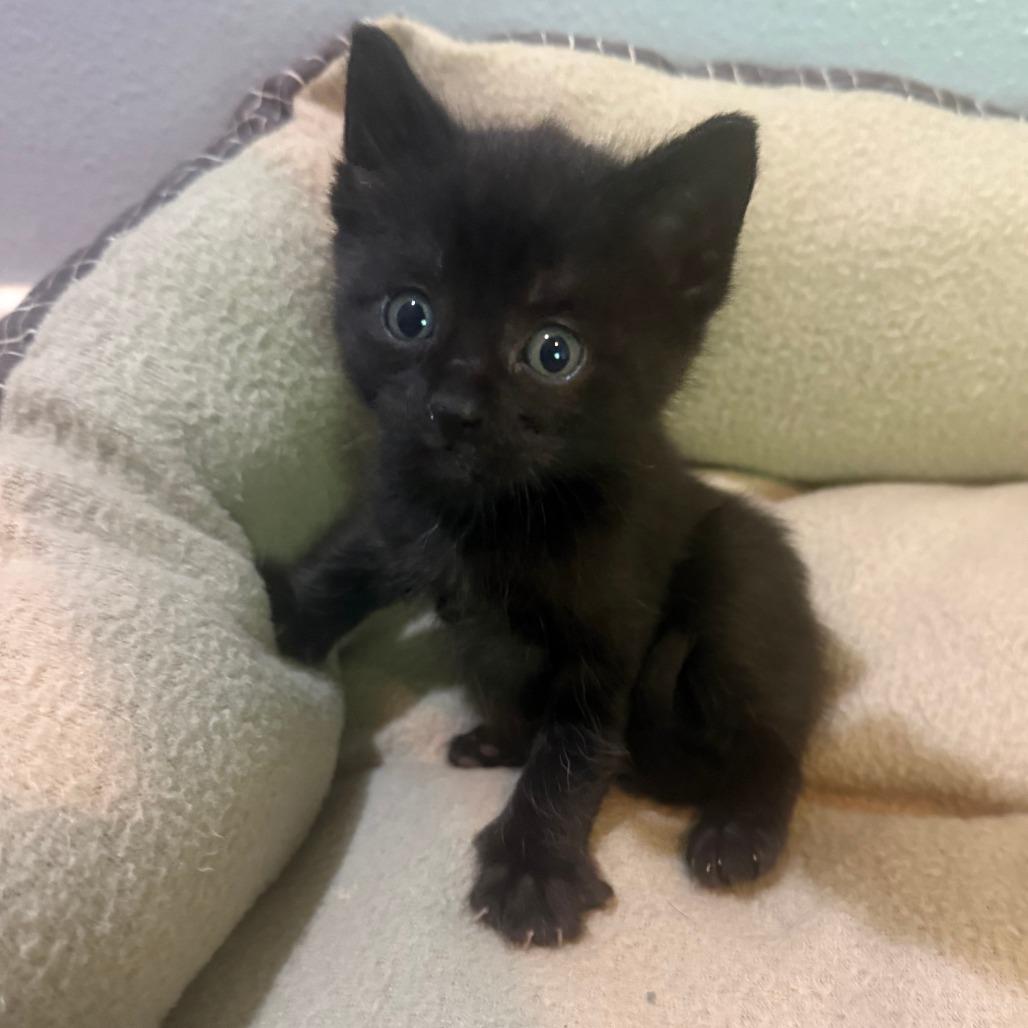 Sakura Kasugano, Adoptable, Kitten Female Domestic Short Hair.
