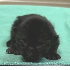 Sakura Kasugano, a Adoptable Domestic Short Hair in Redmond, WA image 2/3