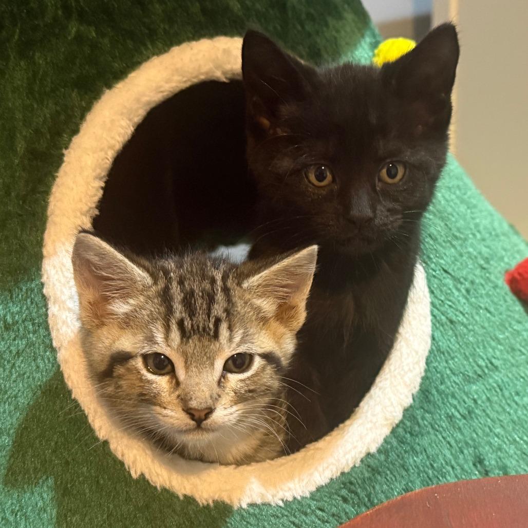 Sakura Kasugano, a Adoptable Domestic Short Hair in Redmond, WA image 3/3
