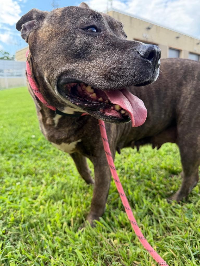 Enlarge Roxy, a Adoptable mixed breed in Pomona, NY image 1/4
