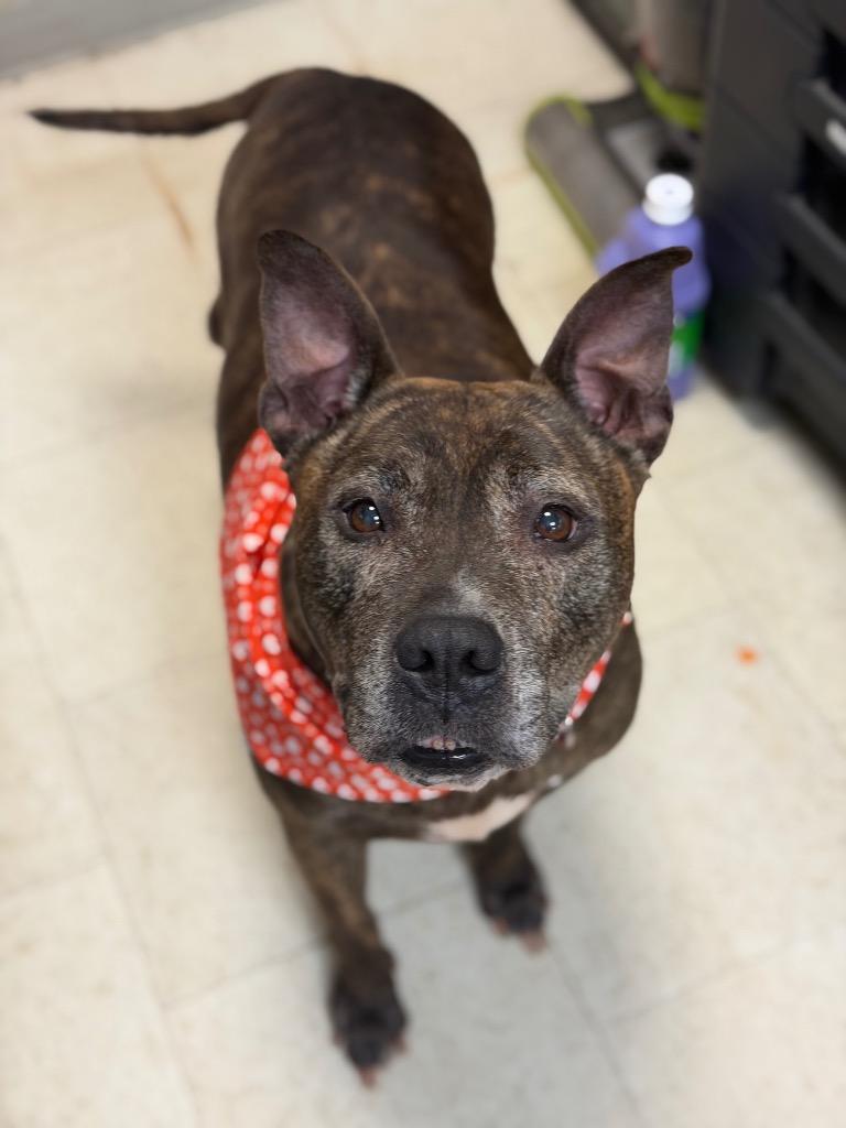 Enlarge Roxy, a Adoptable mixed breed in Pomona, NY image 2/4
