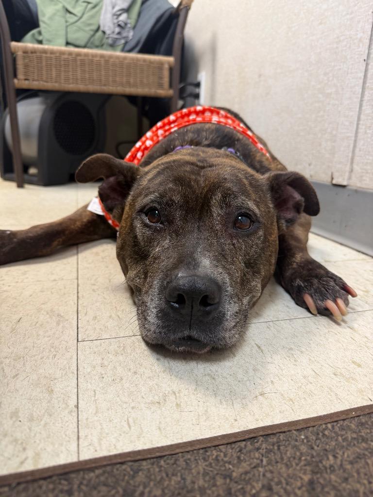 Enlarge Roxy, a Adoptable mixed breed in Pomona, NY image 3/4