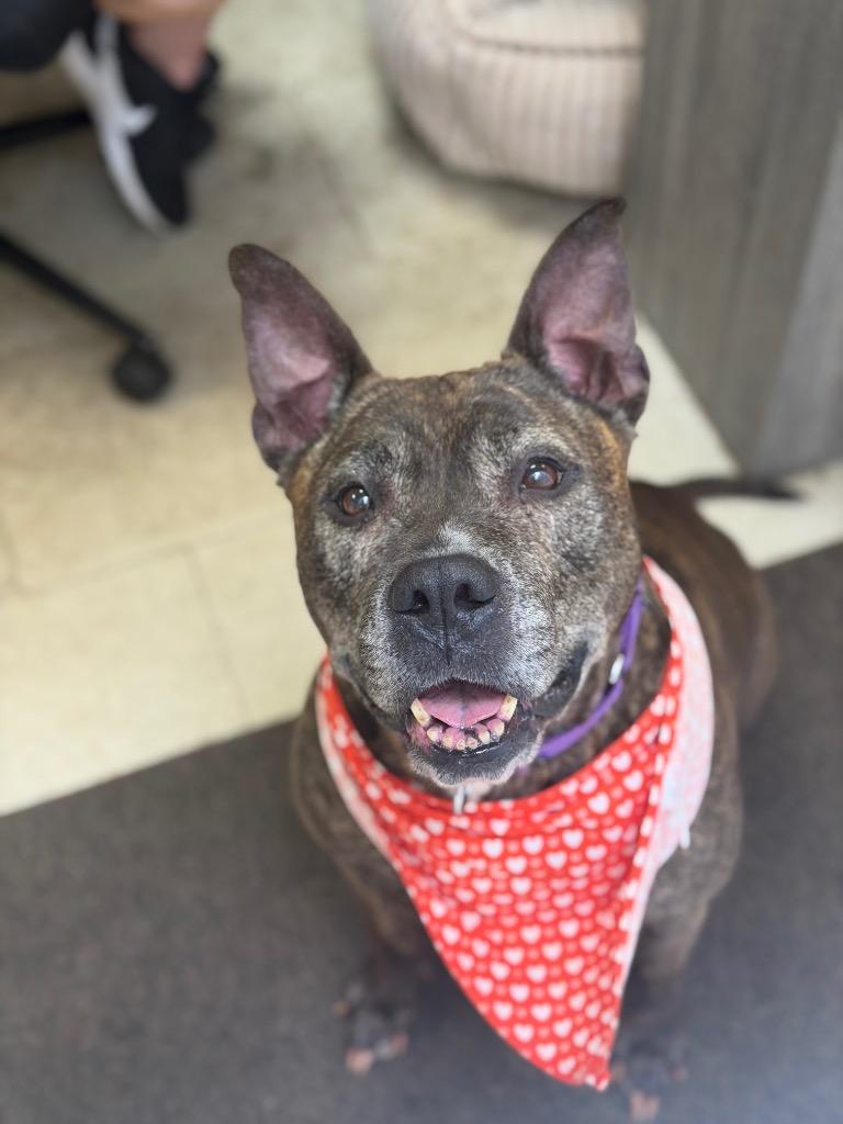 Enlarge Roxy, a Adoptable mixed breed in Pomona, NY image 4/4
