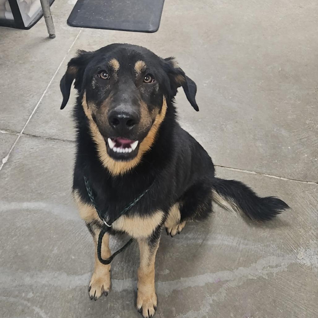 Enlarge Hans, a Adoptable Shepherd in Emporia, KS image 1/1