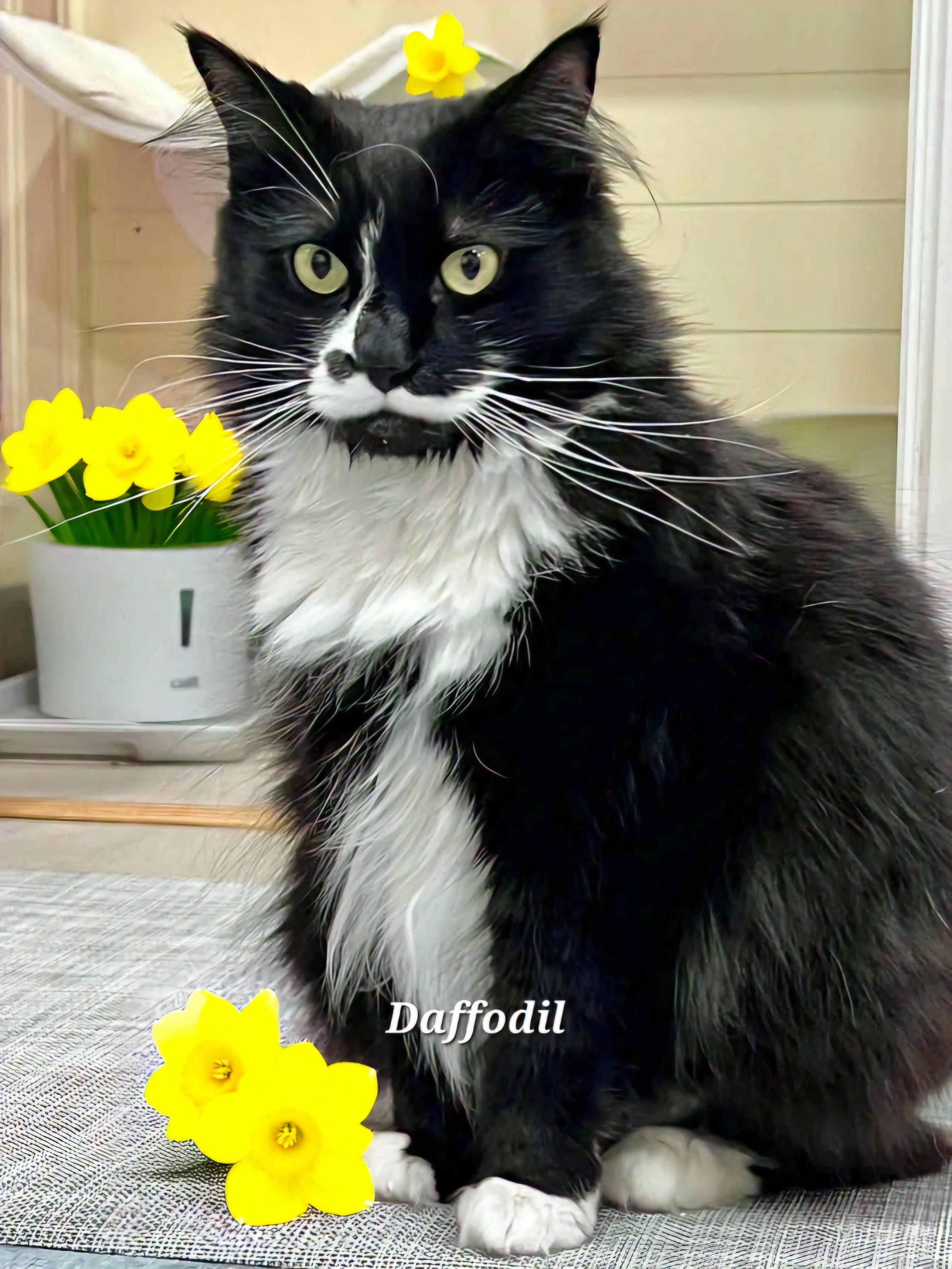 Daffodil, Adoptable, Adult Female Tuxedo.