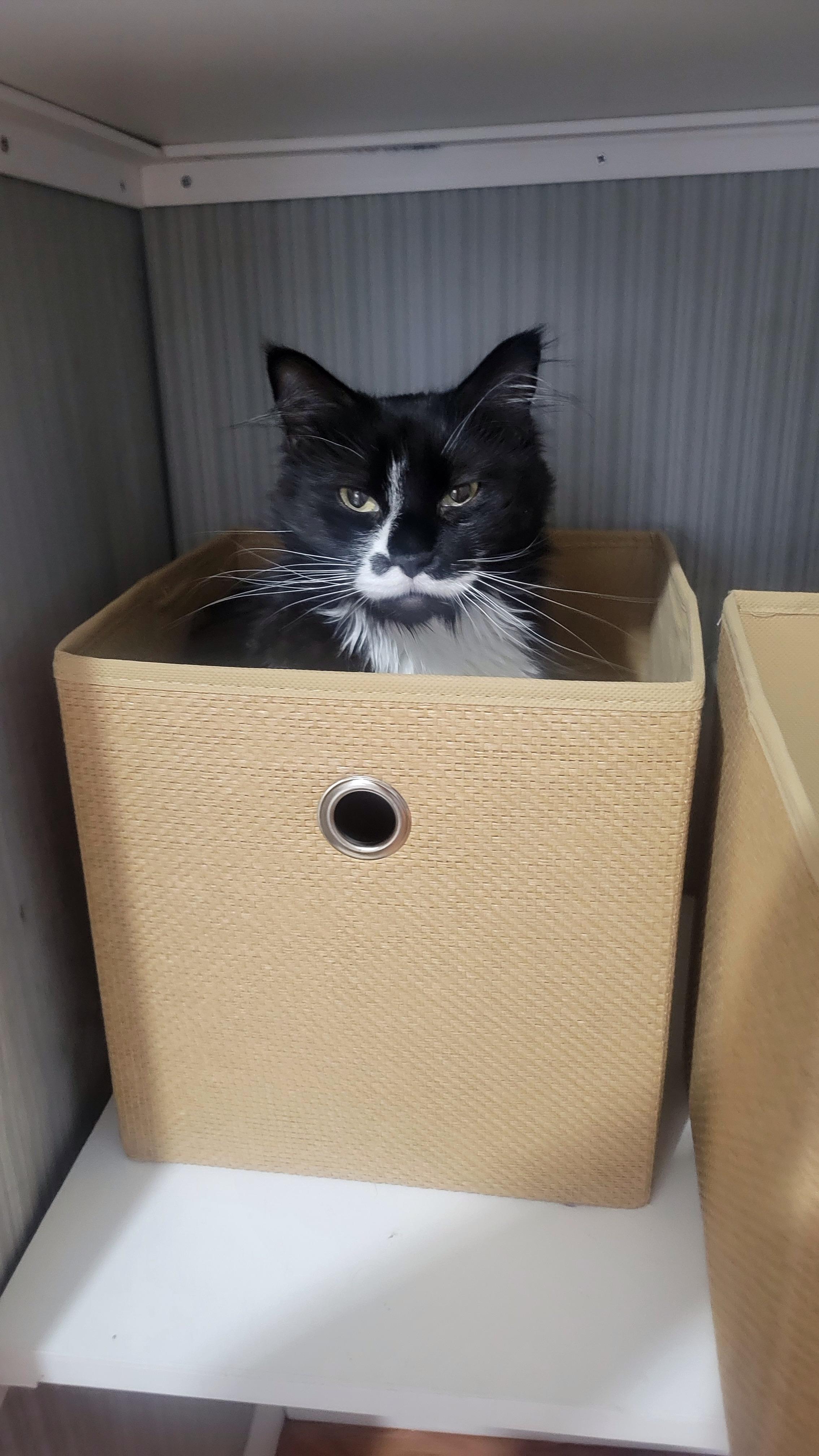 Daffodil, a Adoptable Tuxedo in Norwich, CT image 5/6