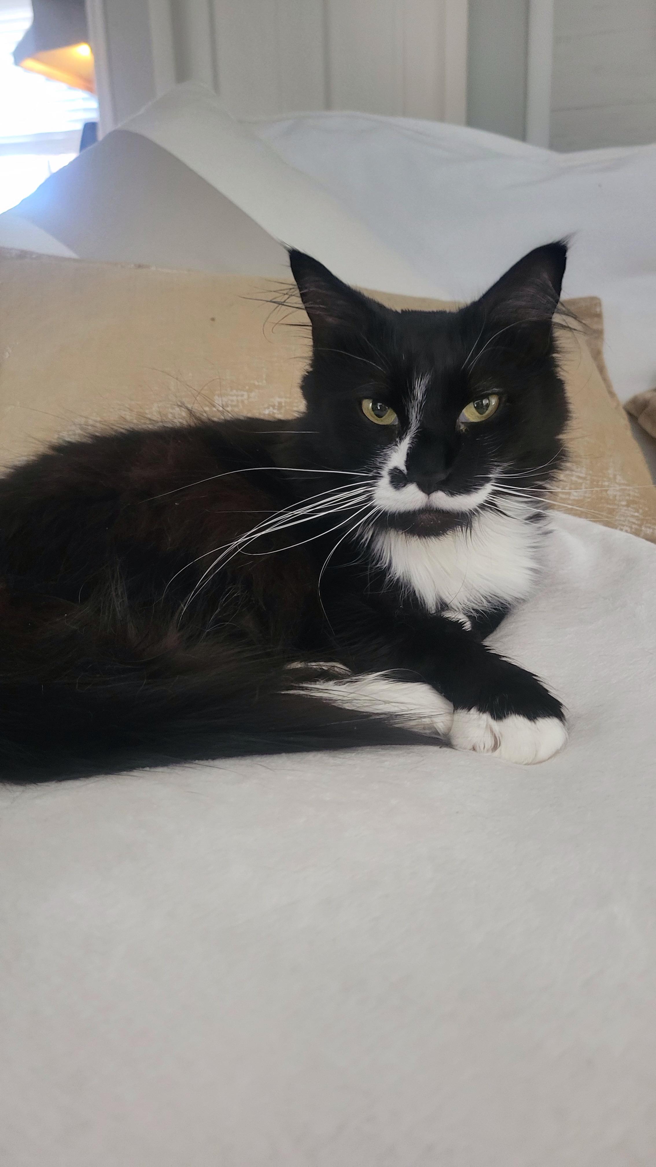 Daffodil, a Adoptable Tuxedo in Norwich, CT image 4/6