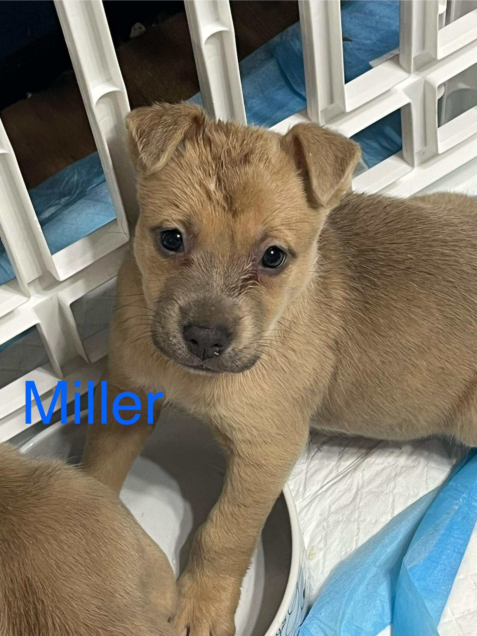 Miller