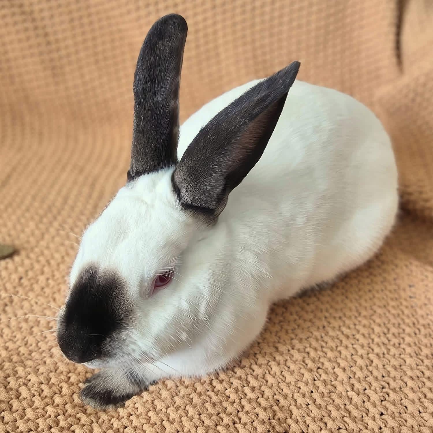 The Dentist , ADOPTABLE, Adult Male Californian.