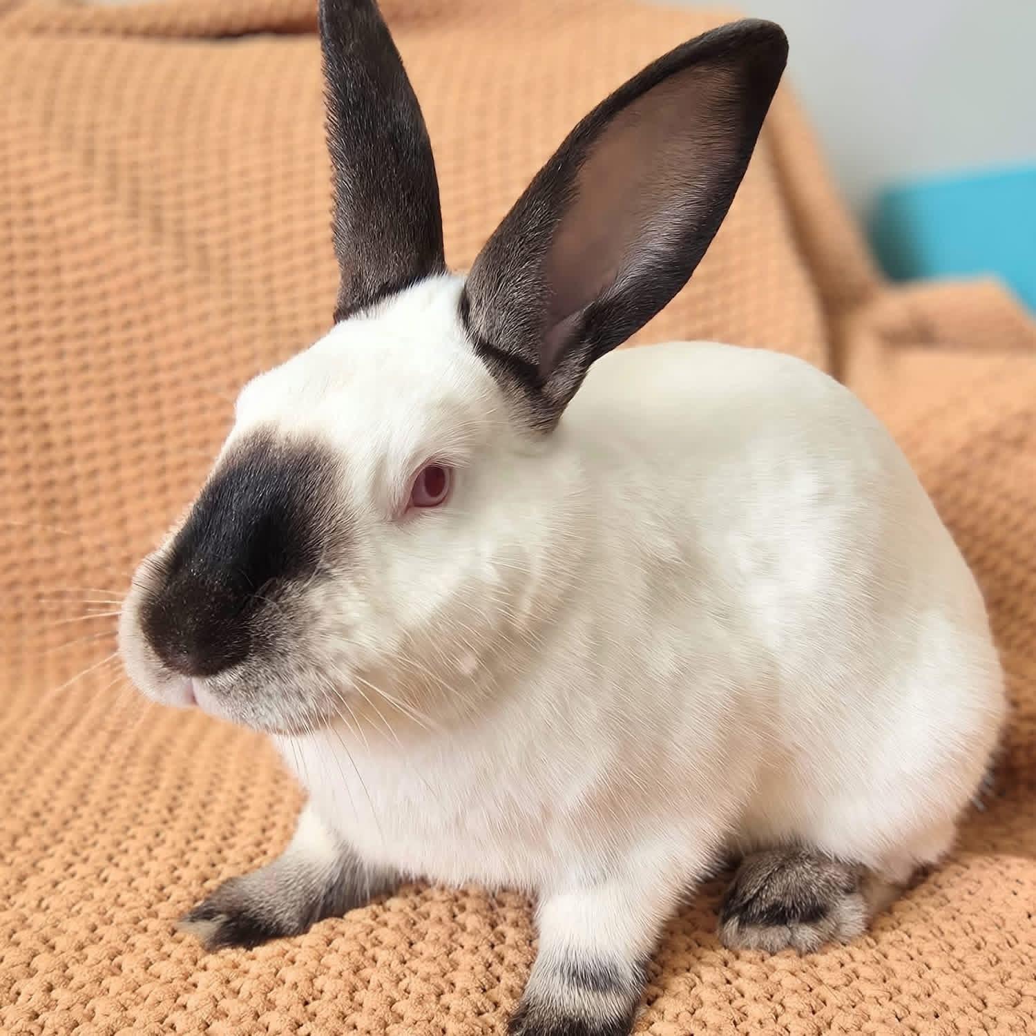 Enlarge The Dentist , a ADOPTABLE Californian in St. Charles, MO image 2/3